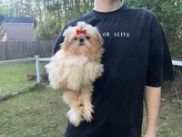 Marmalade AKC Imperial, a female Shih Tzu for sale in Oxford, MS – Photo 2 of 7