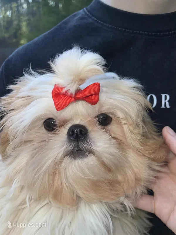 Marmalade AKC Embark Tested – Shih Tzu puppy for sale in Oxford, MS