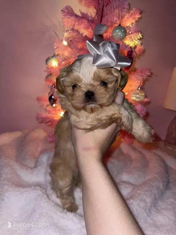 Marmalade AKC Embark Tested