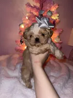 Marmalade AKC Embark Tested, a female Shih Tzu for sale in Oxford, MS – Photo 1 of 5