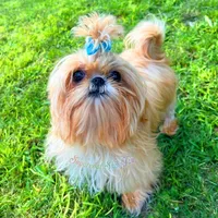 Marmalade AKC Imperial, a female Shih Tzu for sale in Oxford, MS – Photo 6 of 7