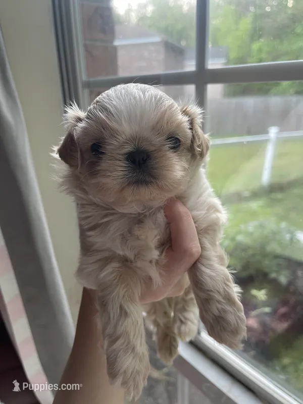 Butermilk - Imperial – Shih Tzu puppy for sale in Oxford, MS