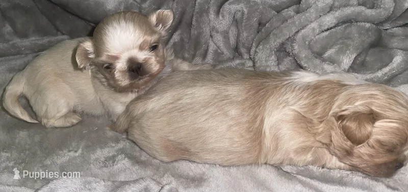 Biscuit - Imperial – Shih Tzu puppy for sale in Oxford, MS