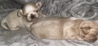 Biscuit - Imperial - On Hold, a male Shih Tzu for sale in Oxford, MS – 1 of 1