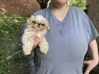 Butermilk, a male Shih Tzu for sale in Oxford, MS – 3 of 7