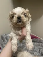 Butermilk - Imperial, a male Shih Tzu for sale in Oxford, MS – 3 of 4