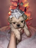 Marzipan AKC Embark Tested, a male Shih Tzu for sale in Oxford, MS – Photo 3 of 7