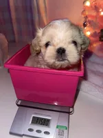 Marzipan AKC Embark Tested, a male Shih Tzu for sale in Oxford, MS – Photo 2 of 7