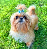 Marzipan AKC Embark Tested, a male Shih Tzu for sale in Oxford, MS – Photo 7 of 7