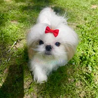 Marzipan AKC Imperial, a male Shih Tzu for sale in Oxford, MS – Photo 4 of 7