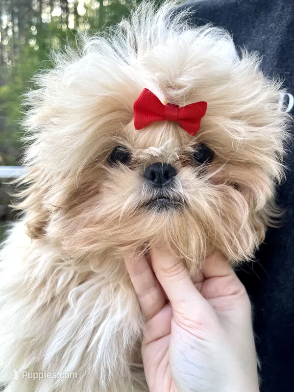 Marzipan AKC Embark Tested – Shih Tzu puppy for sale in Oxford, MS