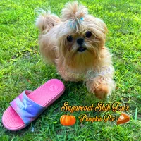 Marzipan AKC Imperial, a male Shih Tzu for sale in Oxford, MS – Photo 6 of 7