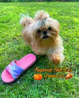 Marzipan AKC Embark Tested, a male Shih Tzu for sale in Oxford, MS – Photo 6 of 7