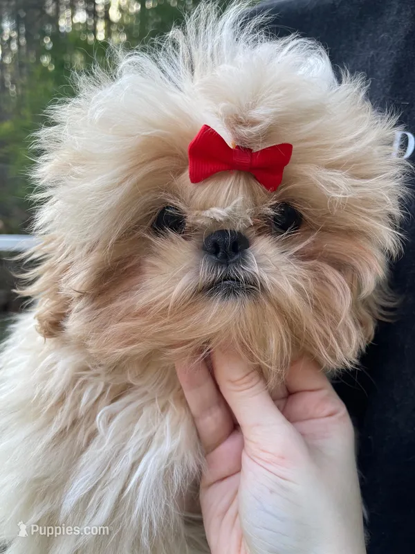 Marzipan AKC Imperial – Shih Tzu puppy for sale in Oxford, MS