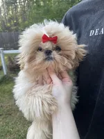 Marzipan AKC Imperial, a male Shih Tzu for sale in Oxford, MS – Photo 2 of 7