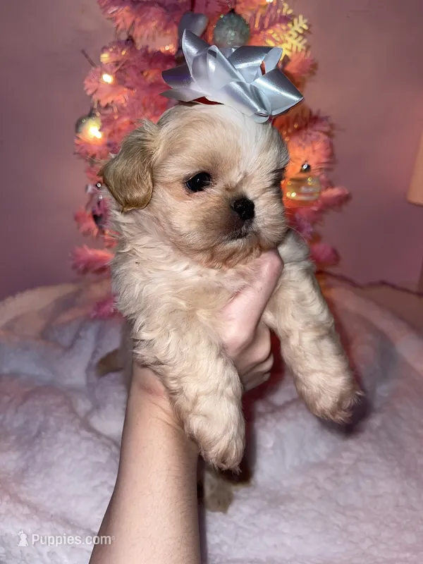 Marzipan AKC Embark Tested