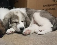 processed/6491dce8-ab34-40f5-aa03-00f6f61ee901/listing/72558124-9237-48ba-b1c8-b088b10ec489/097831d6-47e6-418b-95b2-35bb6419e52f