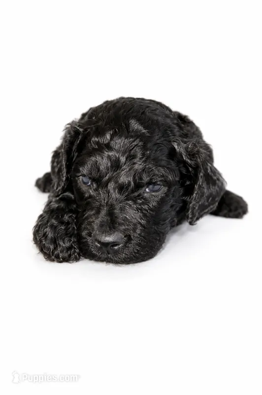 Skye – Goldendoodle puppy for sale in Coweta, OK