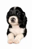 OREO , a male Goldendoodle for sale in Coweta, OK – 3 of 6
