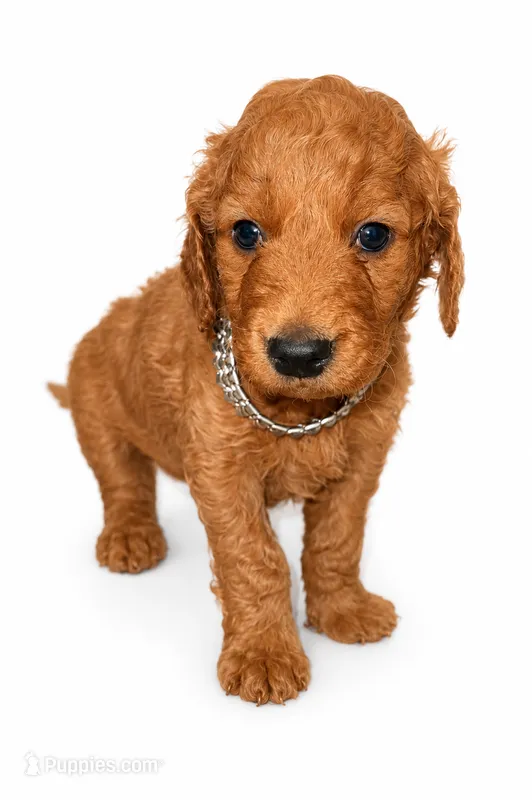Teddy – Goldendoodle puppy for sale in Coweta, OK