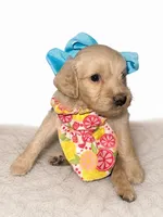 Elsa , a female Goldendoodle for sale in Coweta, OK – 2 of 4