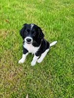 OREO , a male Goldendoodle for sale in Coweta, OK – 2 of 6