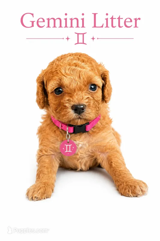 Honey mini/toy – Goldendoodle puppy for sale in Coweta, OK