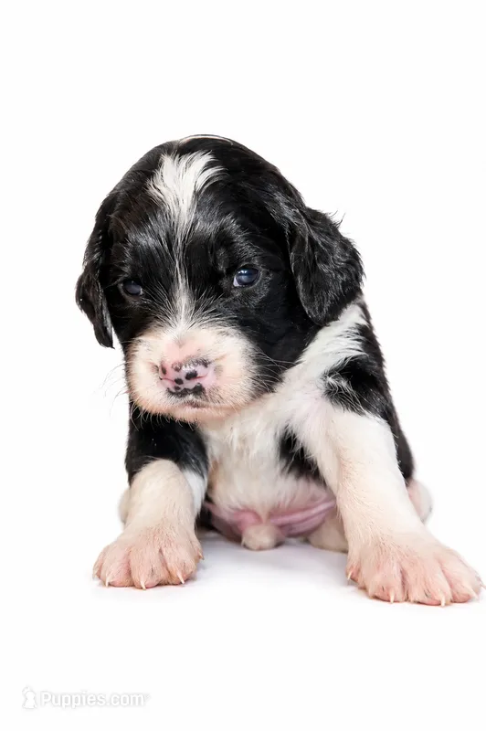 OREO  – Goldendoodle puppy for sale in Coweta, OK