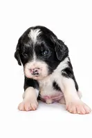 OREO , a male Goldendoodle for sale in Coweta, OK – 1 of 3