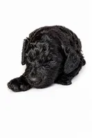 Skye, a female Goldendoodle for sale in Coweta, OK – 2 of 2