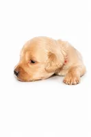 Elsa , a female Goldendoodle for sale in Coweta, OK – 2 of 2