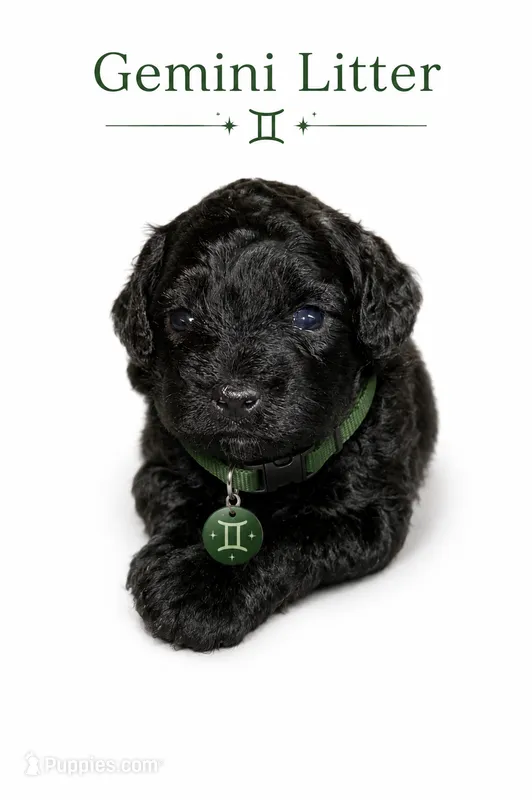 Bentley mini / toy – Goldendoodle puppy for sale in Coweta, OK