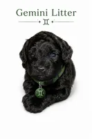 Bentley mini / toy, a male Goldendoodle for sale in Coweta, OK – 1 of 1
