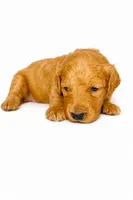Teddy, a male Goldendoodle for sale in Coweta, OK – 2 of 2