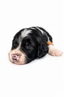 OREO , a male Goldendoodle for sale in Coweta, OK – 3 of 3
