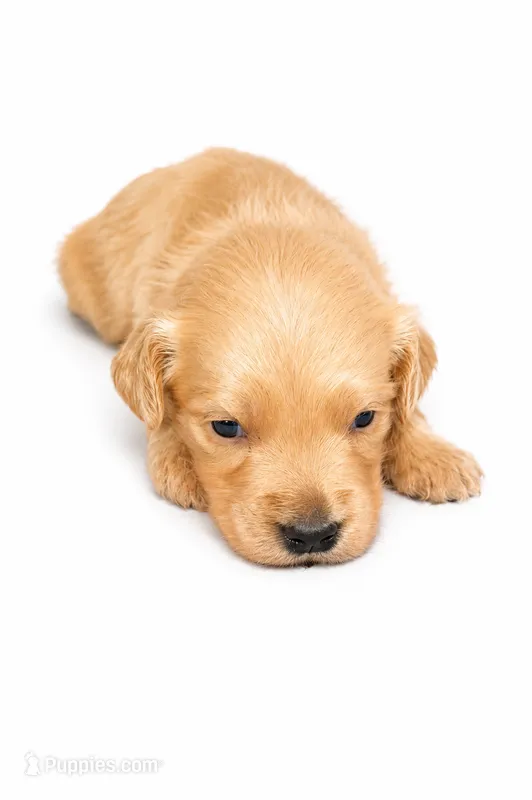 Elsa  – Goldendoodle puppy for sale in Coweta, OK