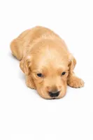 Elsa , a female Goldendoodle for sale in Coweta, OK – 1 of 2