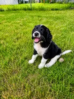 OREO , a male Goldendoodle for sale in Coweta, OK – 1 of 6