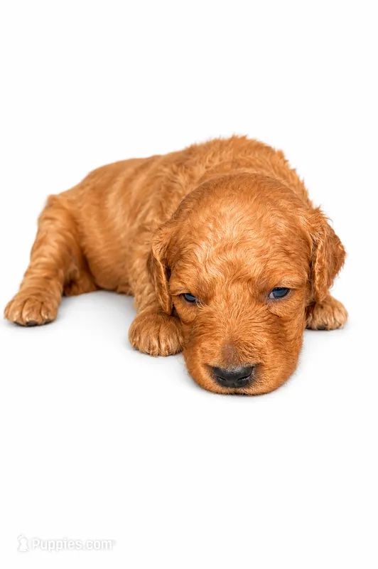 Teddy – Goldendoodle puppy for sale in Coweta, OK