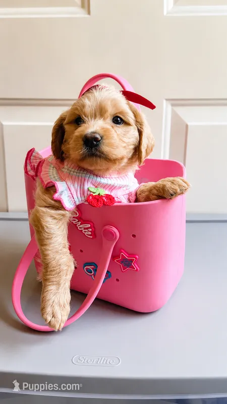 Elsa  – Goldendoodle puppy on hold in Coweta, OK