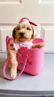 Elsa , a female Goldendoodle for sale in Coweta, OK – 1 of 4
