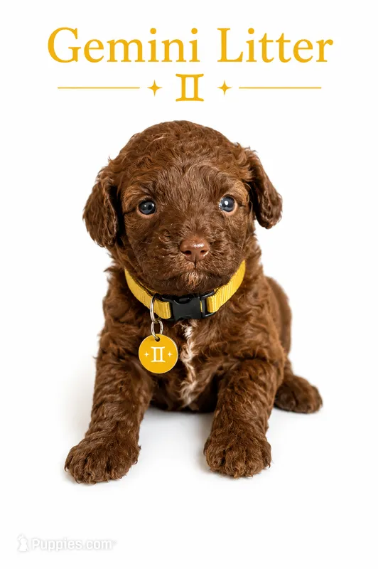 Rosie mini/toy  – Goldendoodle puppy for sale in Coweta, OK