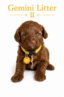Rosie mini/toy , a female Goldendoodle for sale in Coweta, OK – 1 of 1