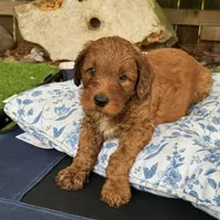 Selah Doodles John Coltrane, a male Australian Labradoodle for sale in Virginia Beach, VA – 2 of 4