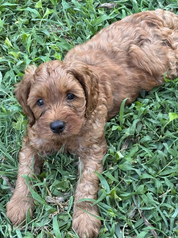Selah Doodles Miles Davis – Australian Labradoodle puppy for sale in Virginia Beach, VA