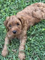 Selah Doodles Miles Davis, a male Australian Labradoodle for sale in Virginia Beach, VA – 1 of 9