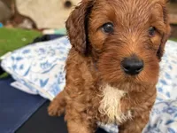 Selah Doodles John Coltrane, a male Australian Labradoodle for sale in Virginia Beach, VA – 3 of 4
