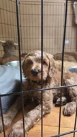 Selah Doodles Miles Davis, a male Australian Labradoodle for sale in Virginia Beach, VA – 6 of 9