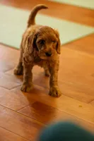 Selah Doodles Miles Davis, a male Australian Labradoodle for sale in Virginia Beach, VA – 4 of 9