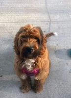 Selah Doodles Billie Holiday, a female Australian Labradoodle for sale in Virginia Beach, VA – 3 of 6